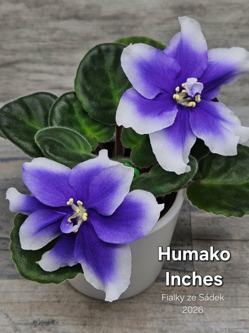 Humako Inches