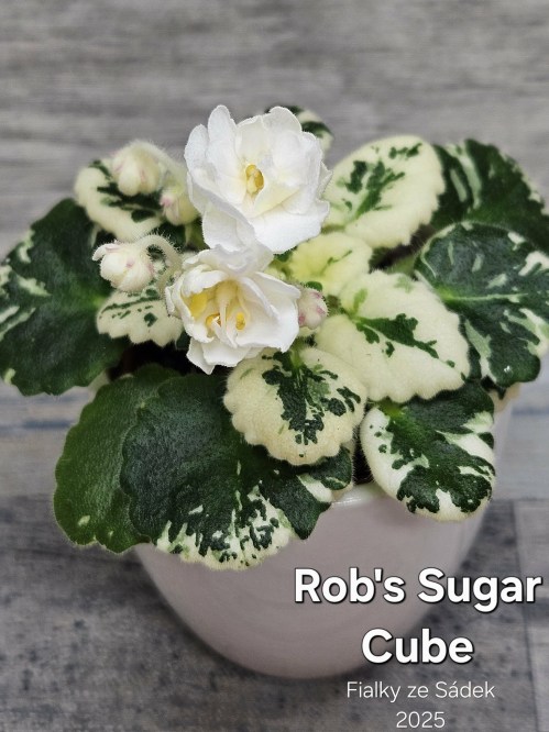 Rob's Sugar Cube