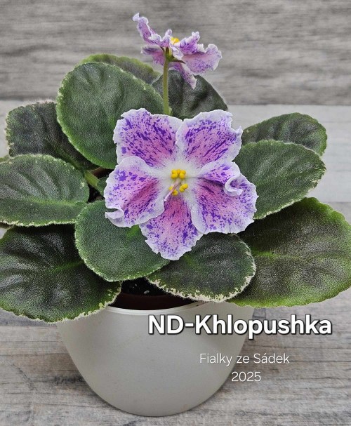 ND-Khlopushka