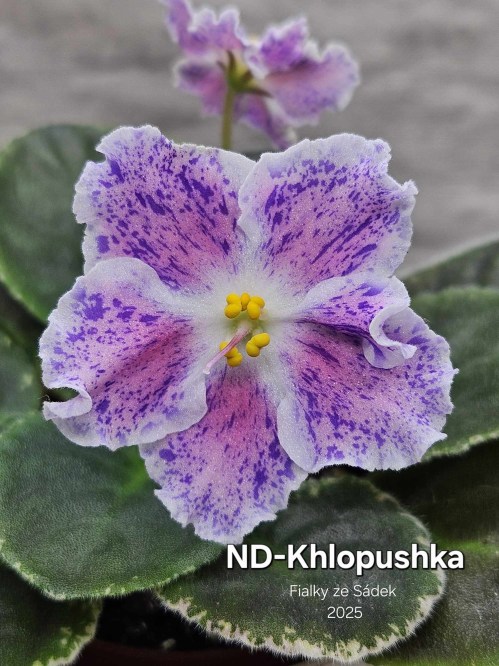 ND-Khlopushka