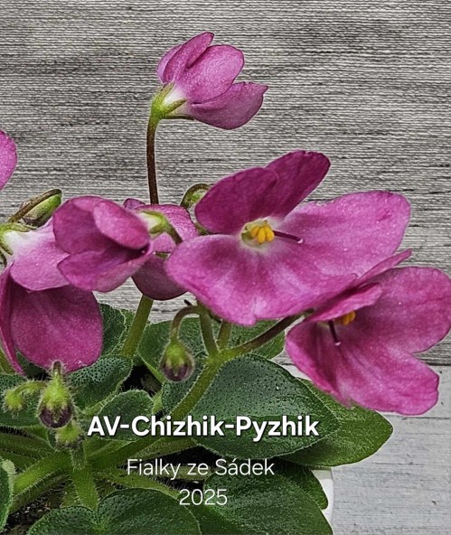 AV-Chizhik-Pyzhik
