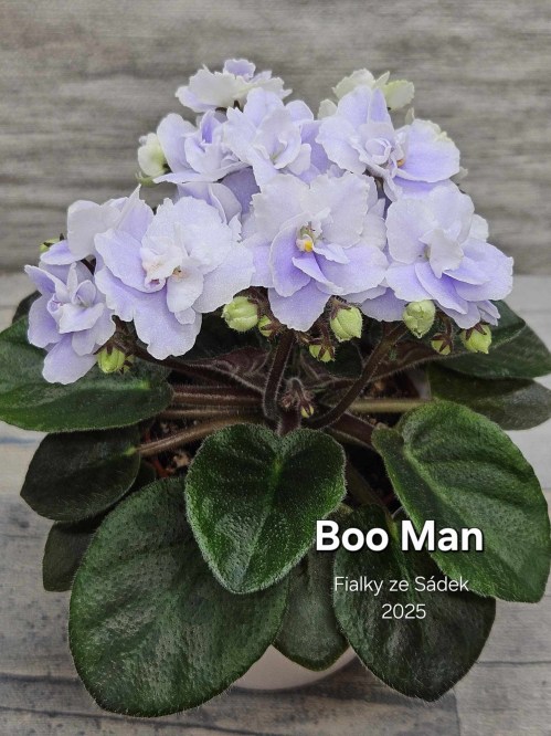 Boo Man