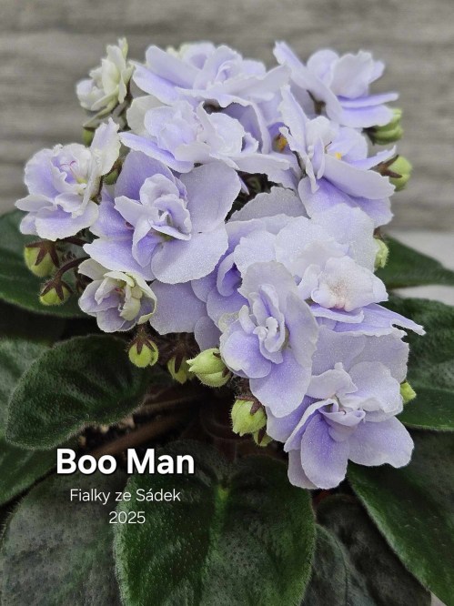 Boo Man
