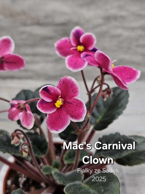 Mac's Carnival Clown