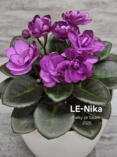 LE-Nika