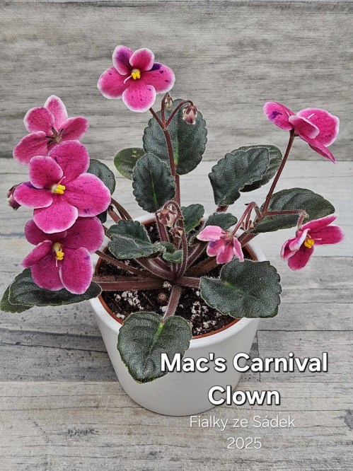 Mac's Carnival Clown