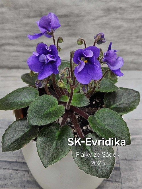 SK-Evridika