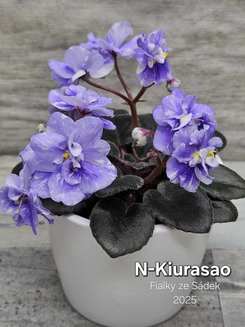 N-Kiurasao