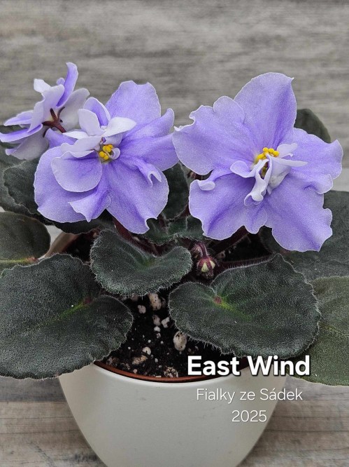 East Wind