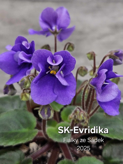 SK-Evridika