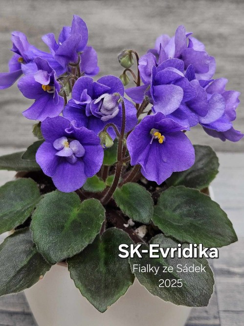 SK-Evridika