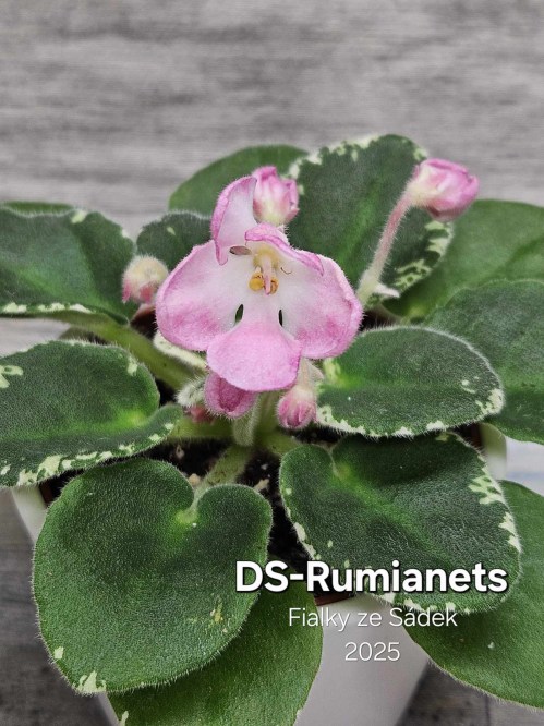 DS-Rumianets