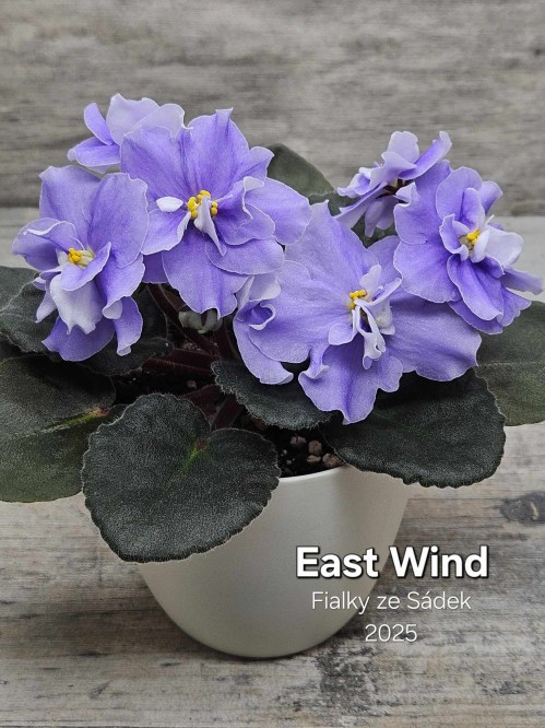 East Wind
