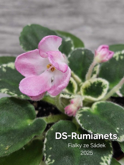 DS-Rumianets