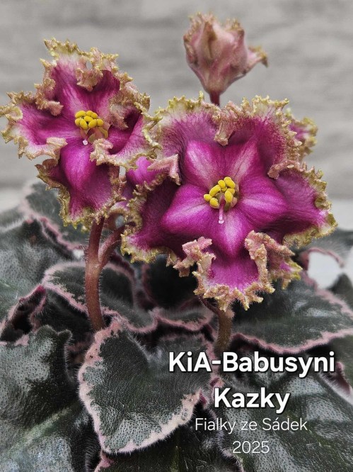 KiA-Babusyni Kazky