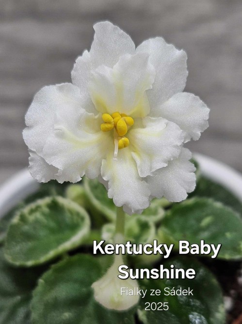 Kentucky Baby Sunshine