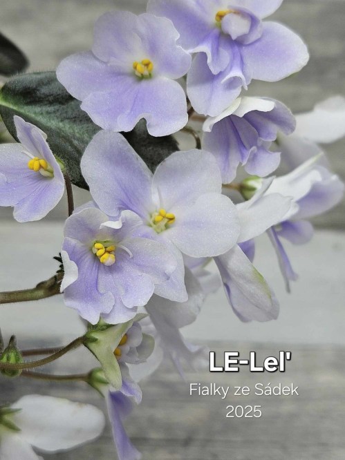 LE-Lel'