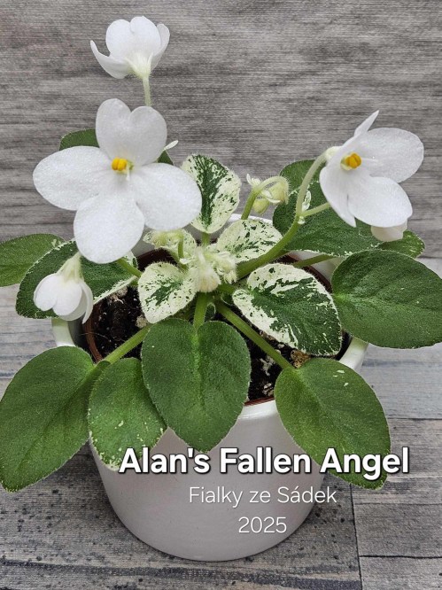 Alan's Fallen Angel