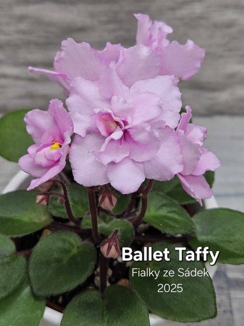 Ballet Taffy