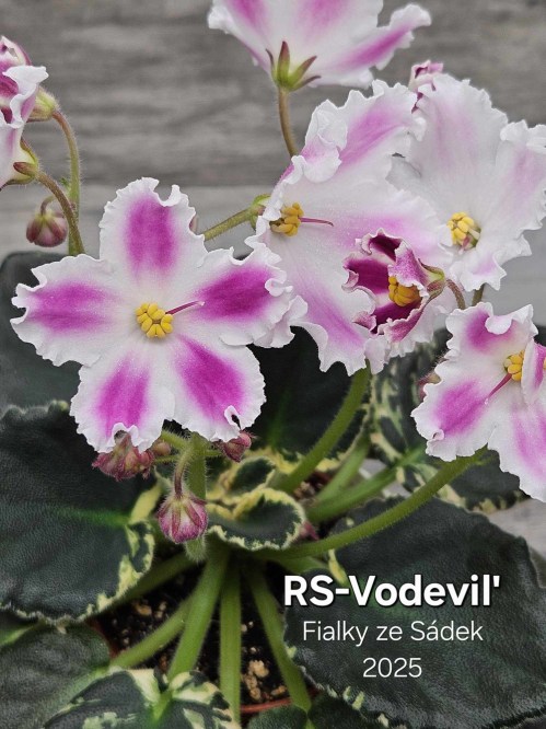 RS-Vodevil'