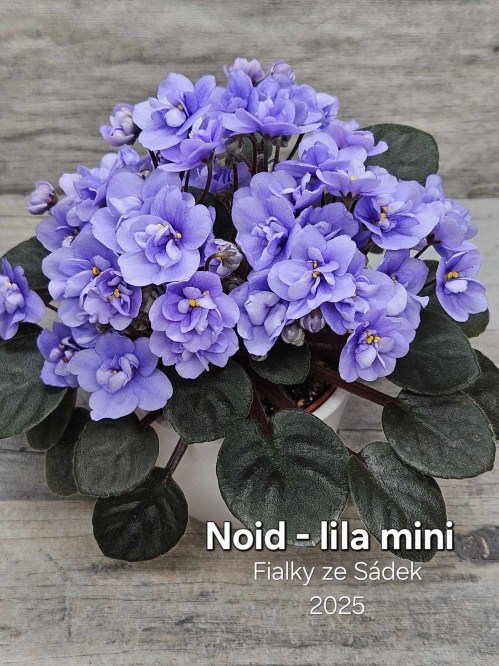 Lila mini