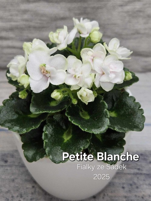 Petite Blanche