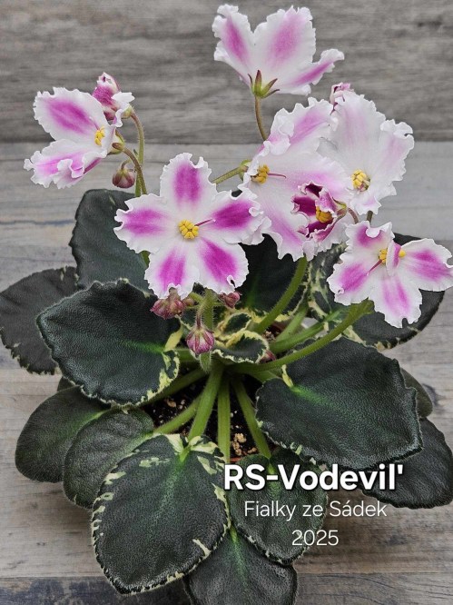 RS-Vodevil'