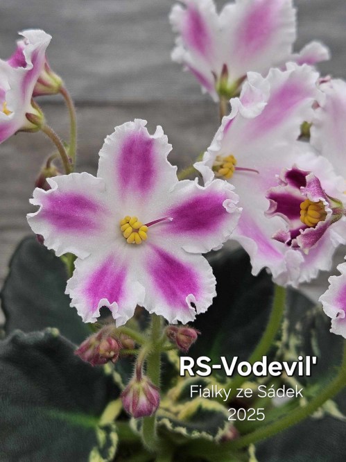 RS-Vodevil'