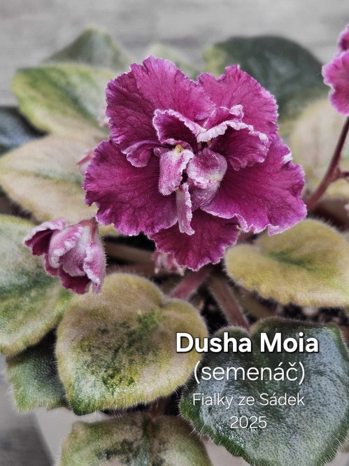 Dusha Moia (semenáč)