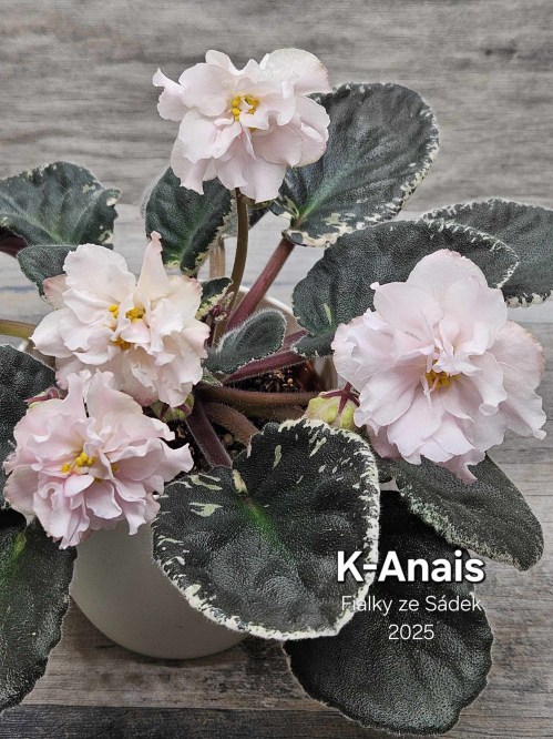 K-Anais