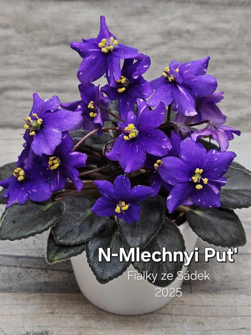 N-Mlechnyi Puť