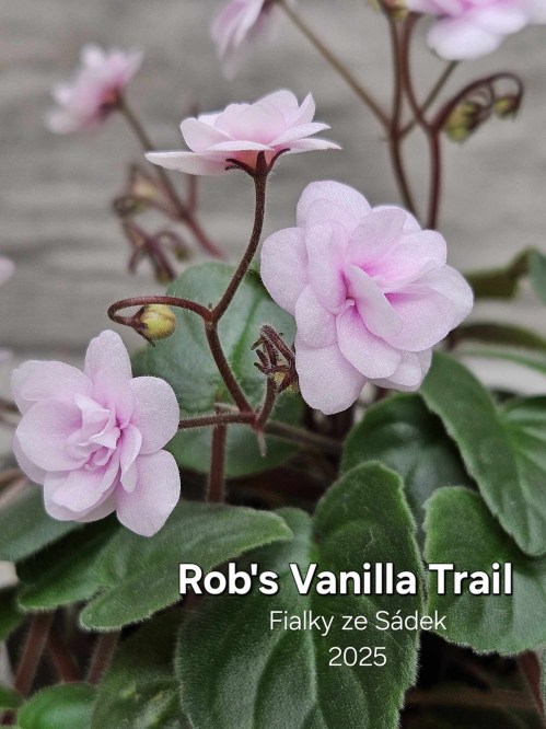 Rob's Vanilla Trail