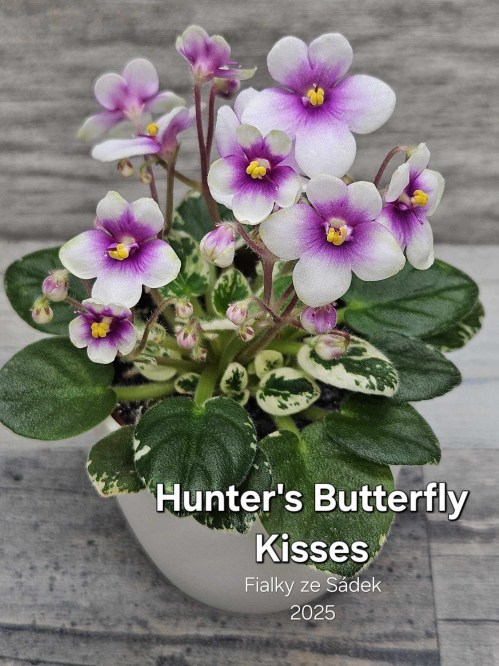 Hunter's Butterfly Kisses