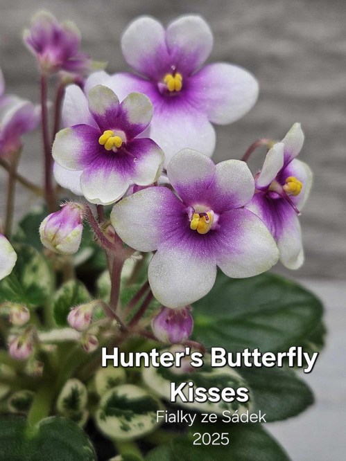 Hunter's Butterfly Kisses