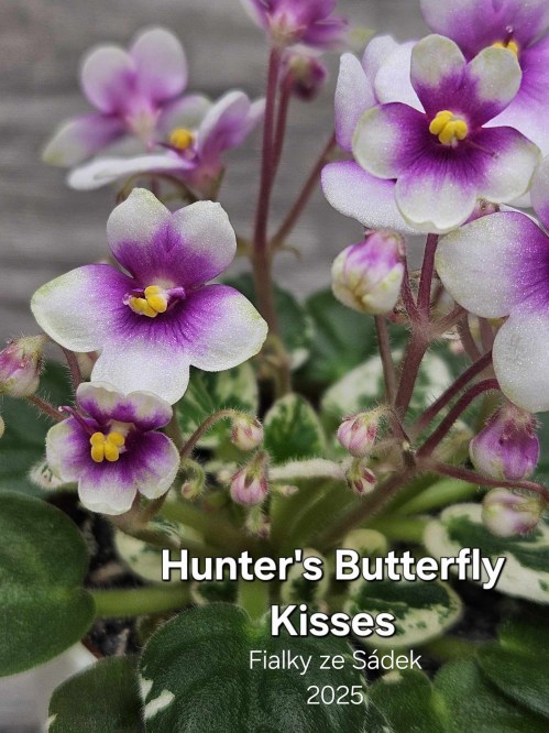 Hunter's Butterfly Kisses