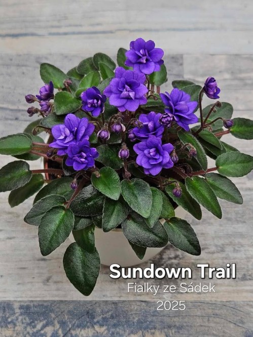 Sundown Trail
