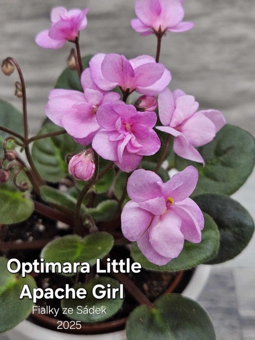 Optimara Little Apache Girl