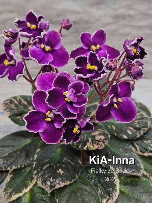 KiA-Inna