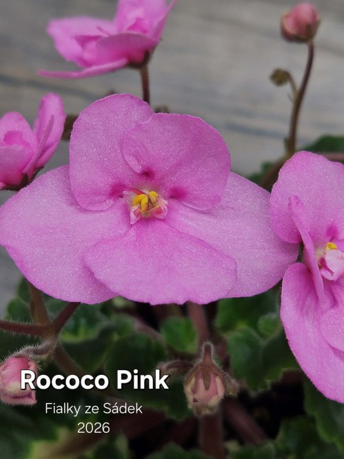 Rococo Pink