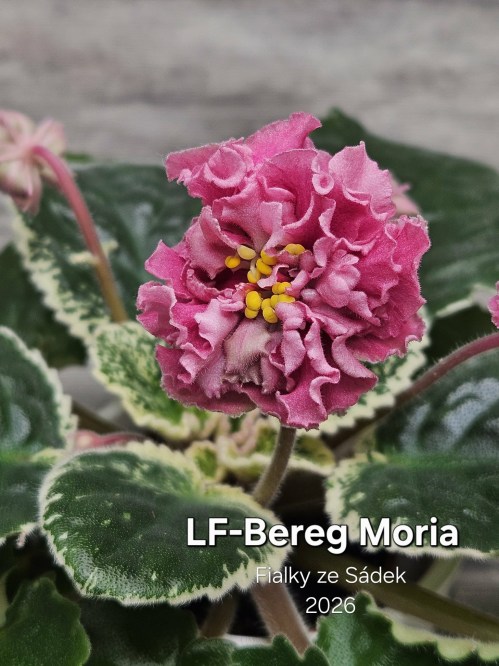LF-Bereg Moria