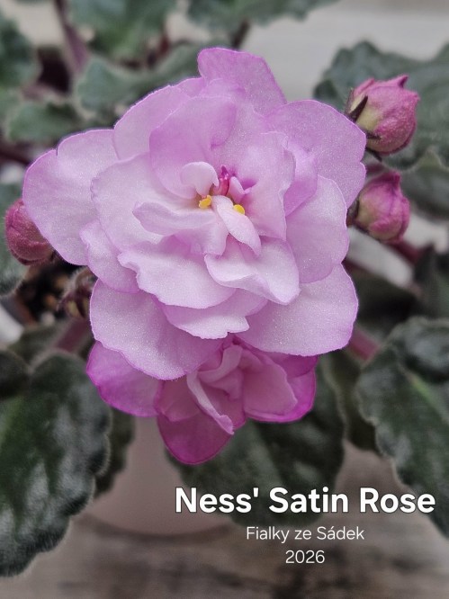 Ness' Satin Rose