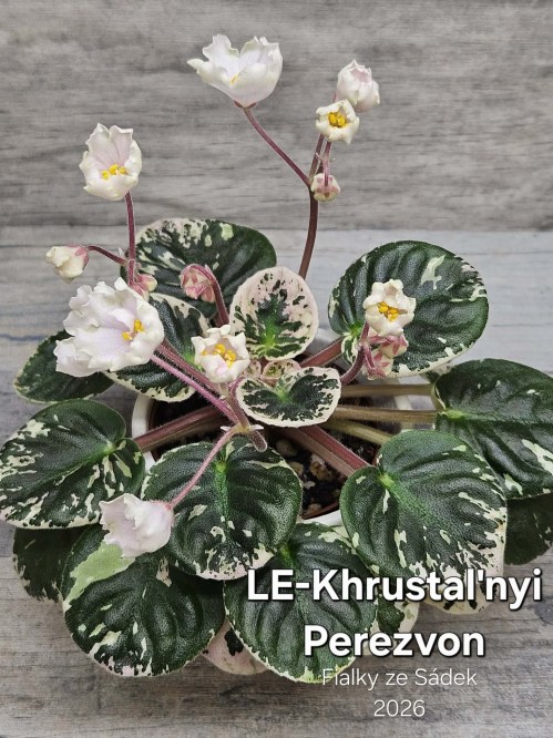 LE-Khrustal'nyi Perezvon