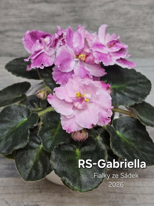 RS-Gabriella