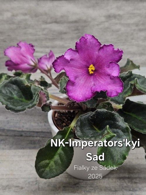 NK-Imperators'kyi Sad