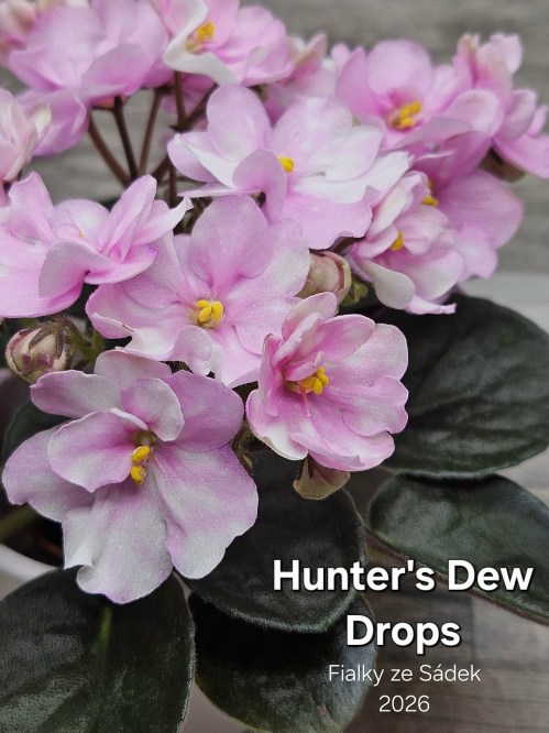 Hunter's Dew Drops