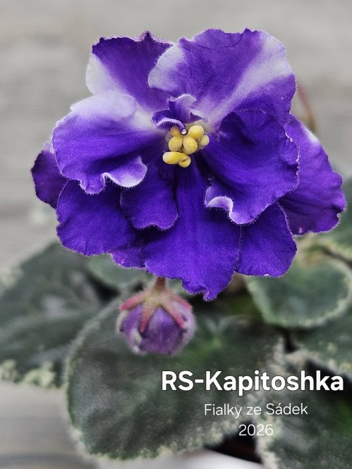 RS-Kapitoshka