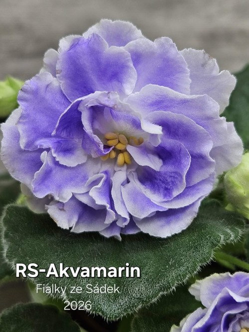 RS-Akvamarin
