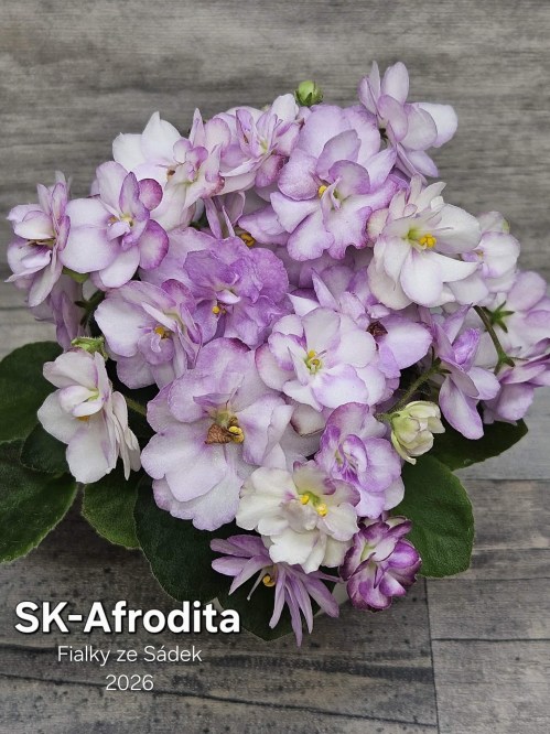 SK-Afrodita