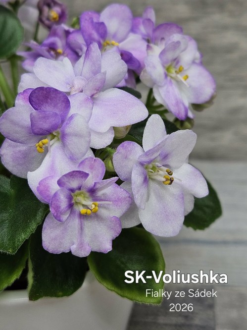 SK-Voliushka