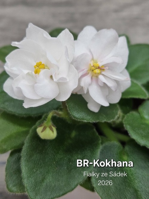 BR-Kokhana